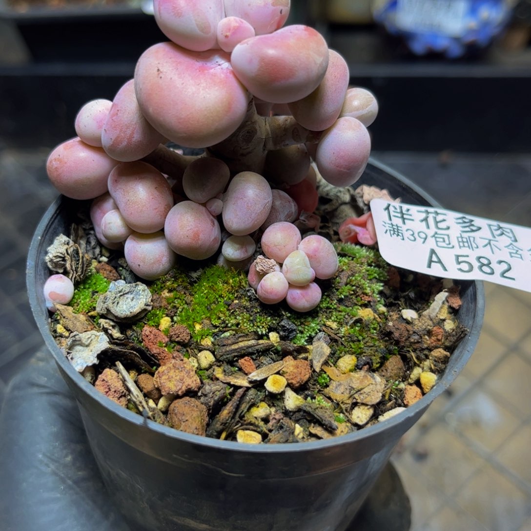 582桃蛋树6厘米多肉