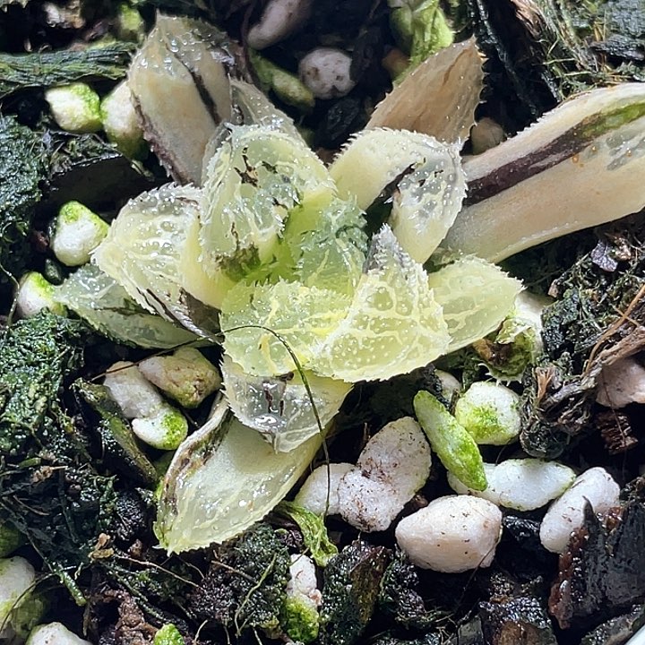 920荷塘月色一物一