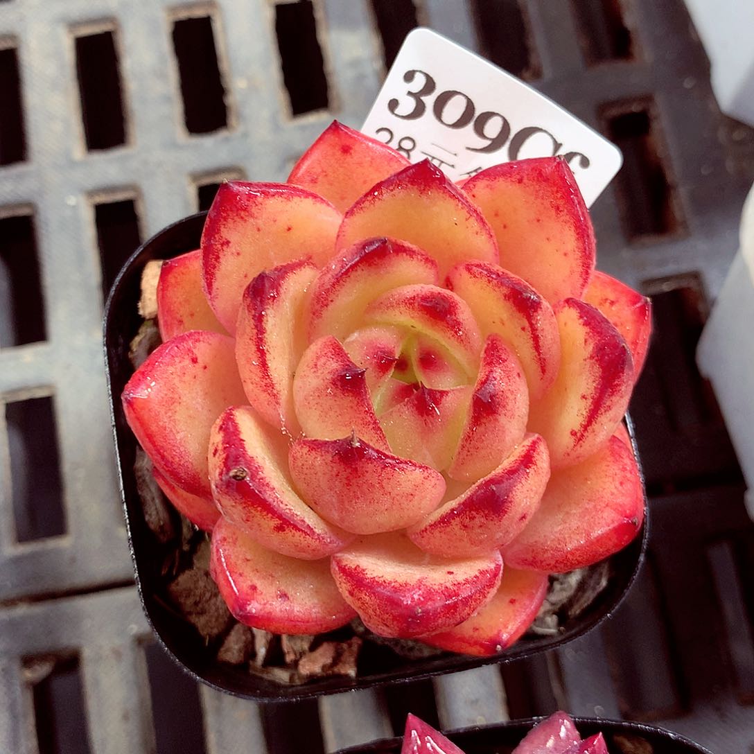 5厘米盆精控多肉309