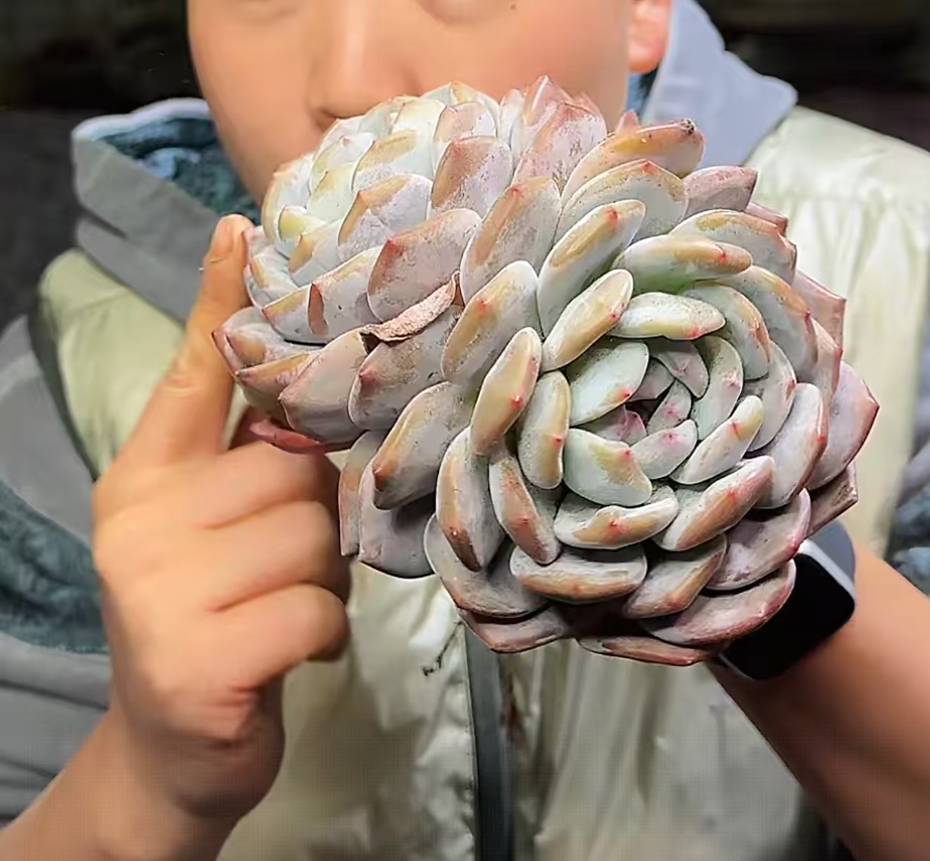 【星影】  多肉植物 绿植盆栽