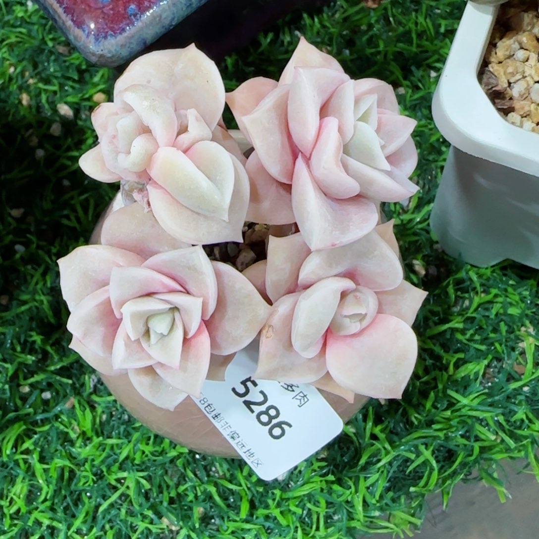 可爱玫瑰无砍，5286多肉