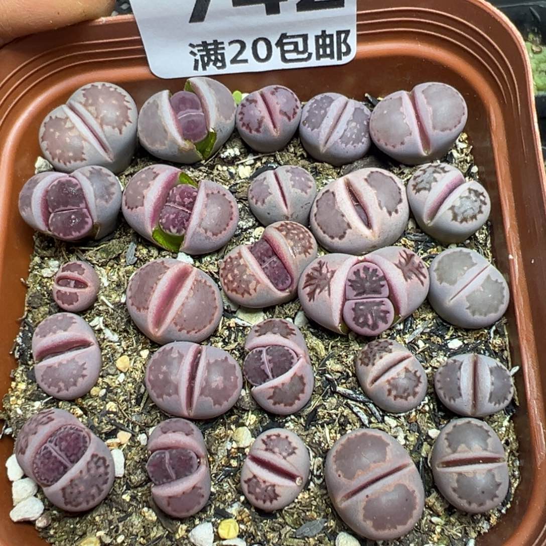 【闪购商品】 742。     