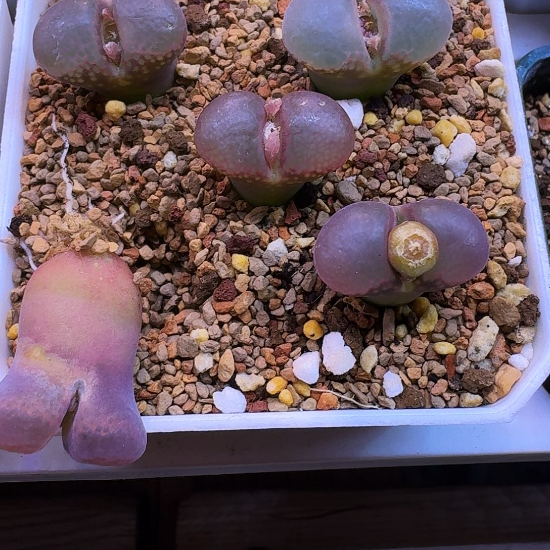 阿***妤多肉植物福利肉锥409