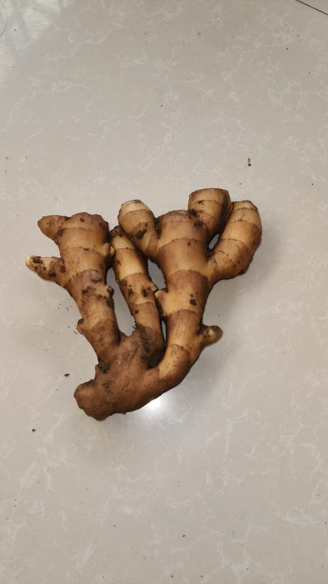 25年圆头泥姜用大黄豆土杂肥培育的大黄姜口感好作品为证假一赔十