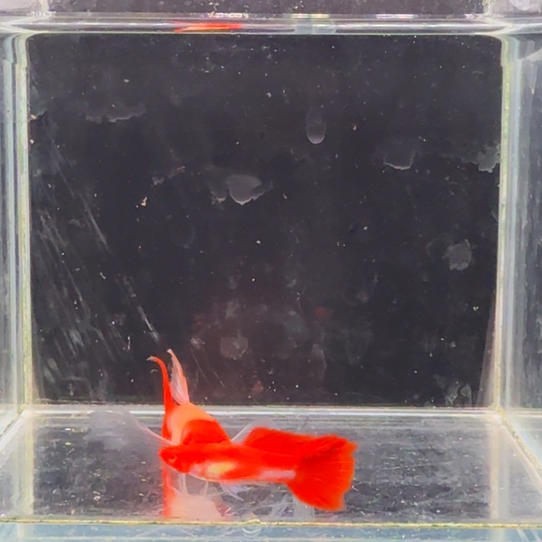 孔雀鱼鸿运当头大C1对