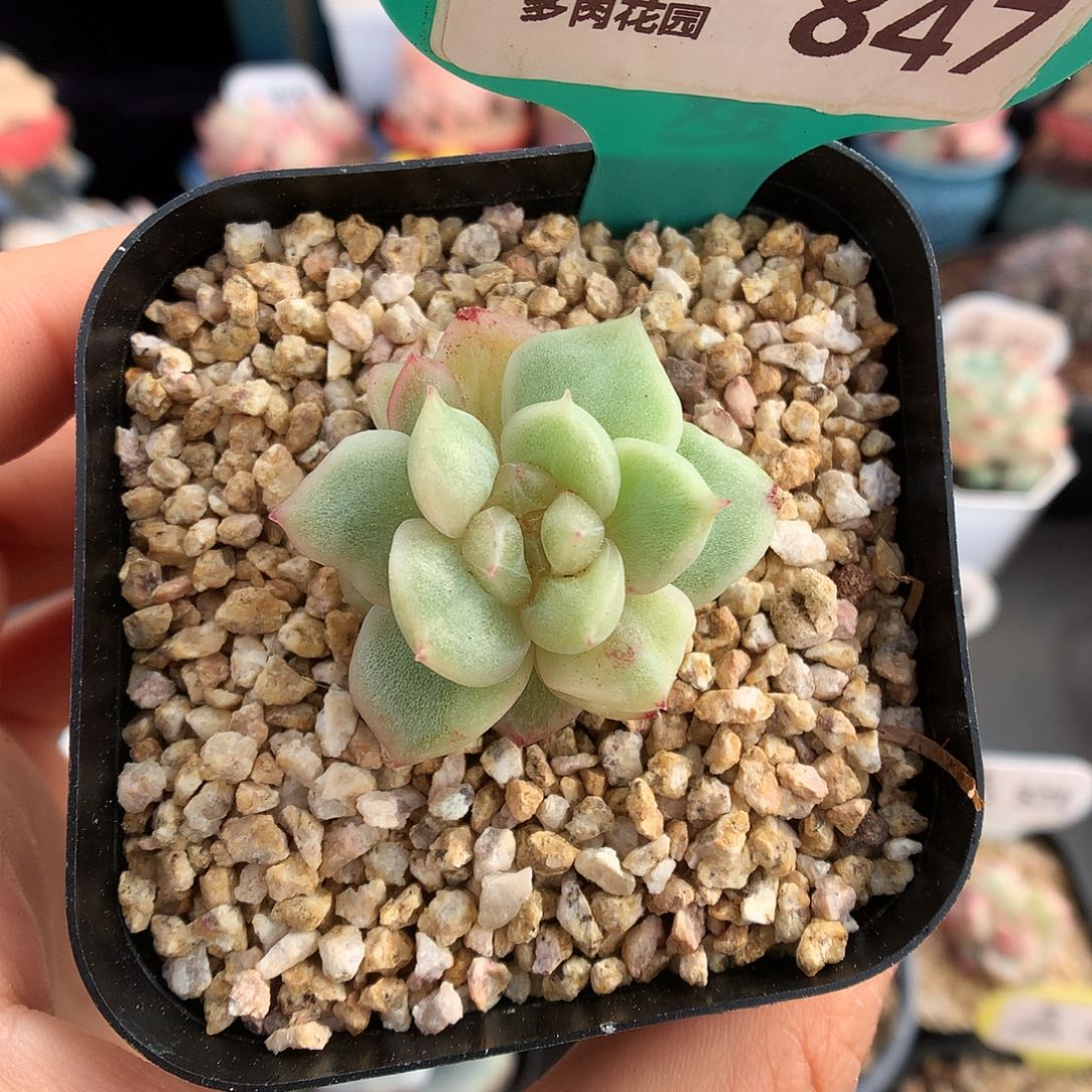 847珍妮石化多肉植物