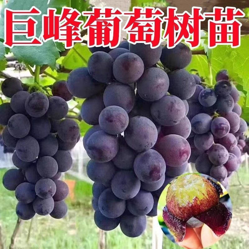 巨峰葡萄树苗现挖现发盆栽地栽南北方均可种植