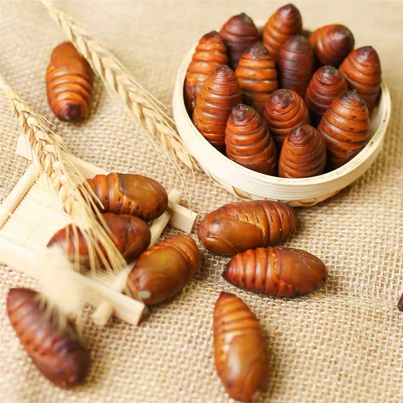 东北特色新鲜柞蚕蛹 小黄蚕蛹 现割现发