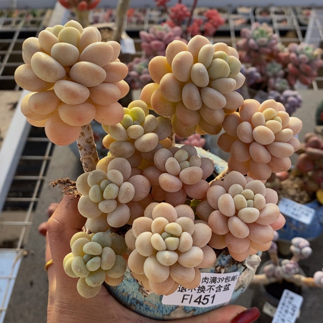 洛可可451/10cm多肉