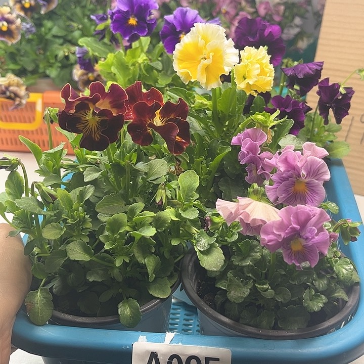 角堇清棚19.9米一筐