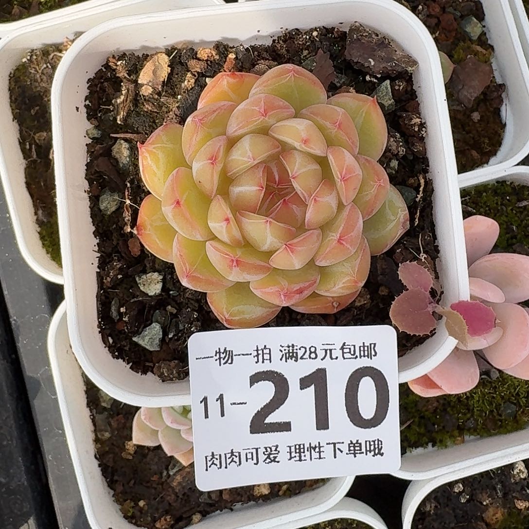 雪花珍妮无盆土发货无