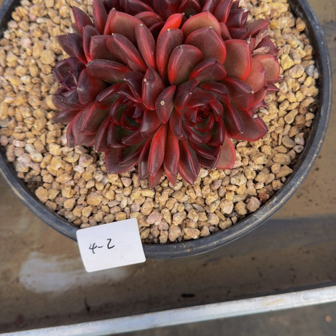 雷***迎4-2水晶缀多肉植物