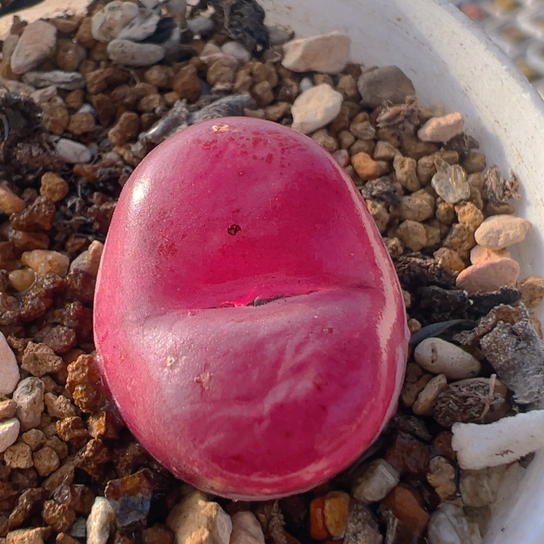 1126多肉植物百科知识