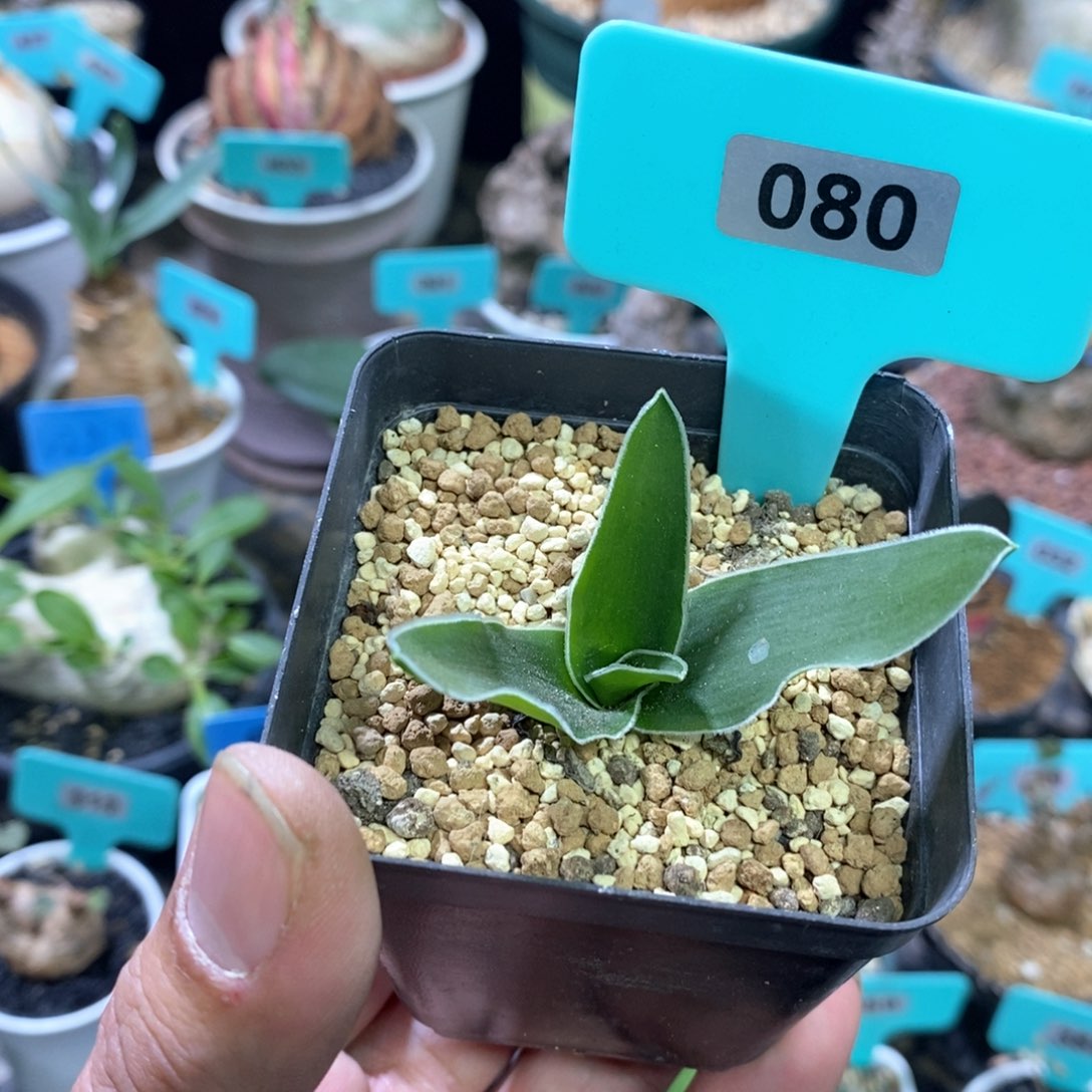 毛边春慵花产地多肉植物