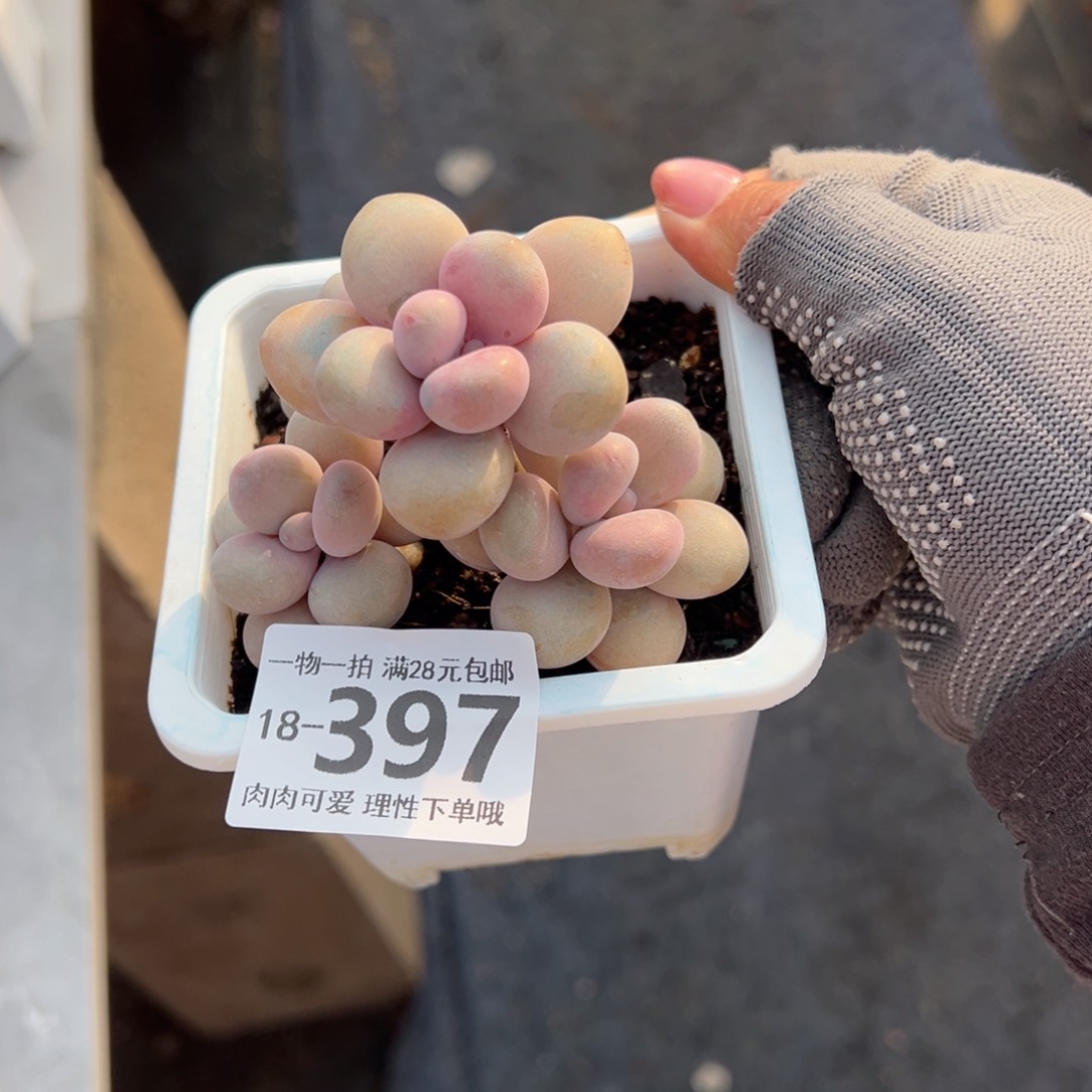 桃蛋多肉多肉多肉多肉