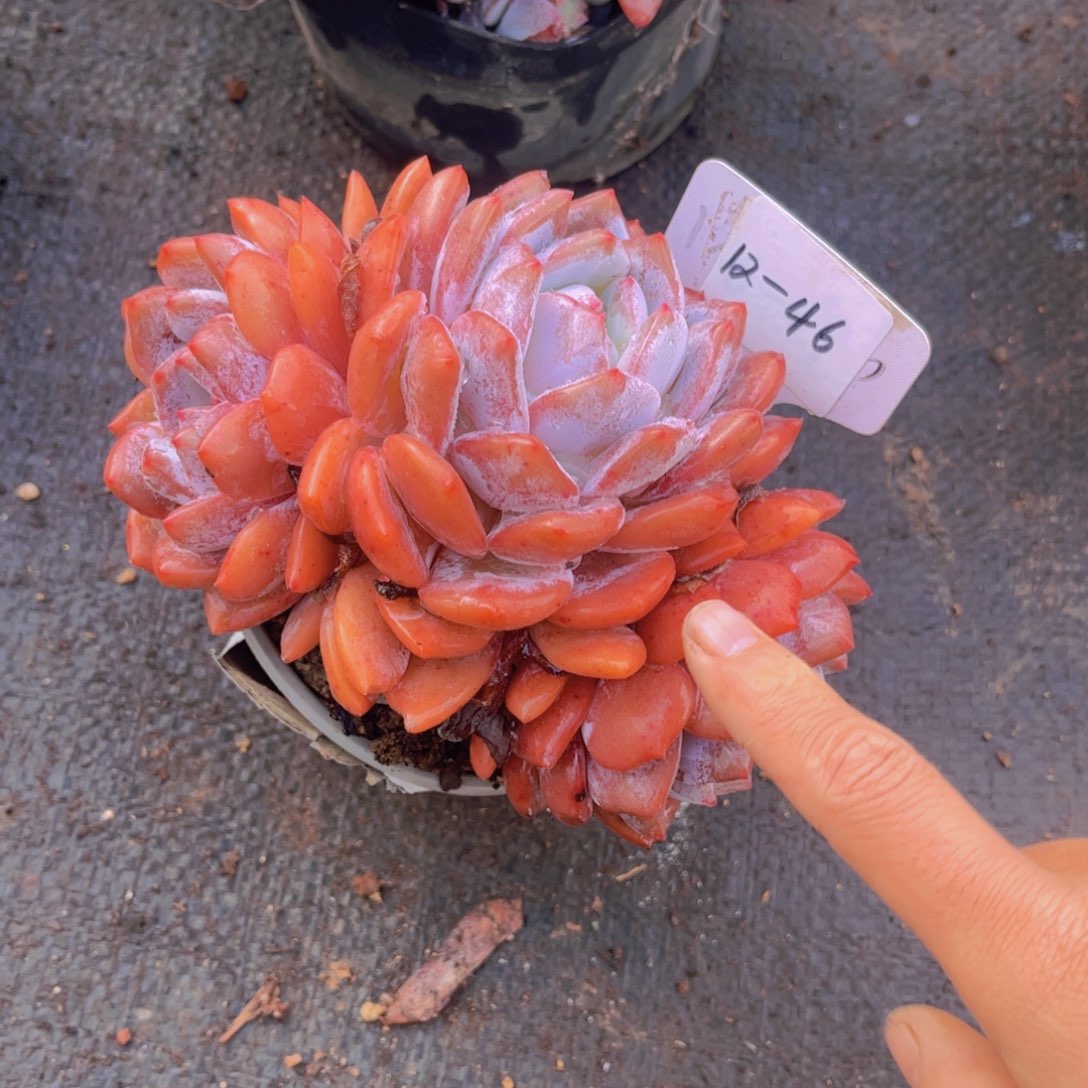 12-46             