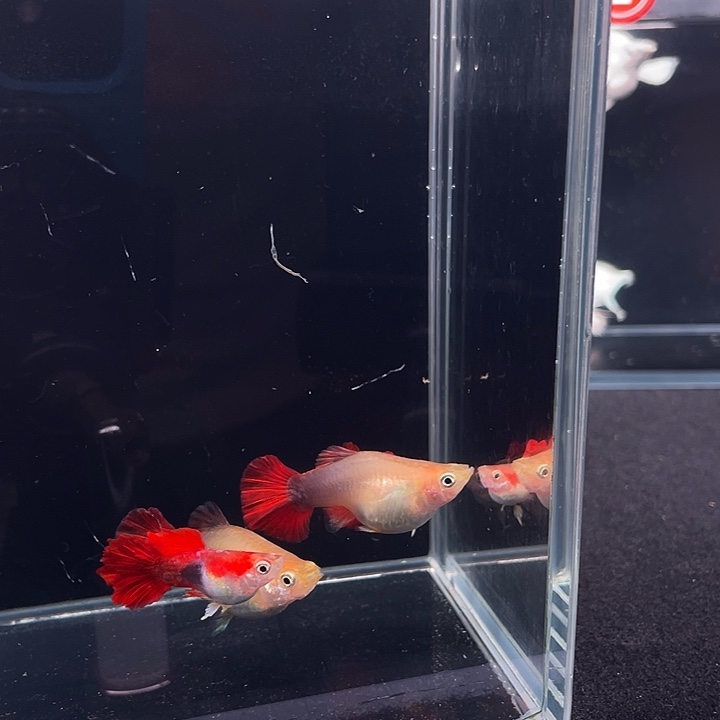 孔雀鱼黄爆球2对4条，