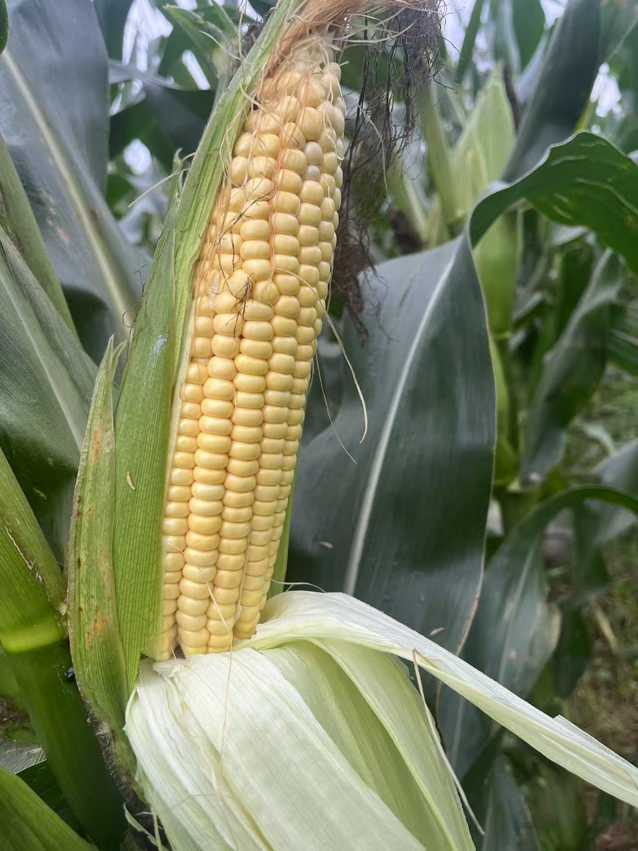 贵州农家超黄糯玉米 带壳发 新鲜摘新鲜发