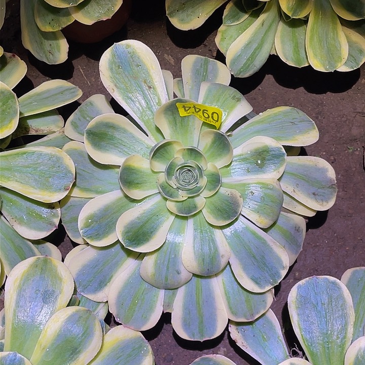 4490香炉盘黄锦多肉植物