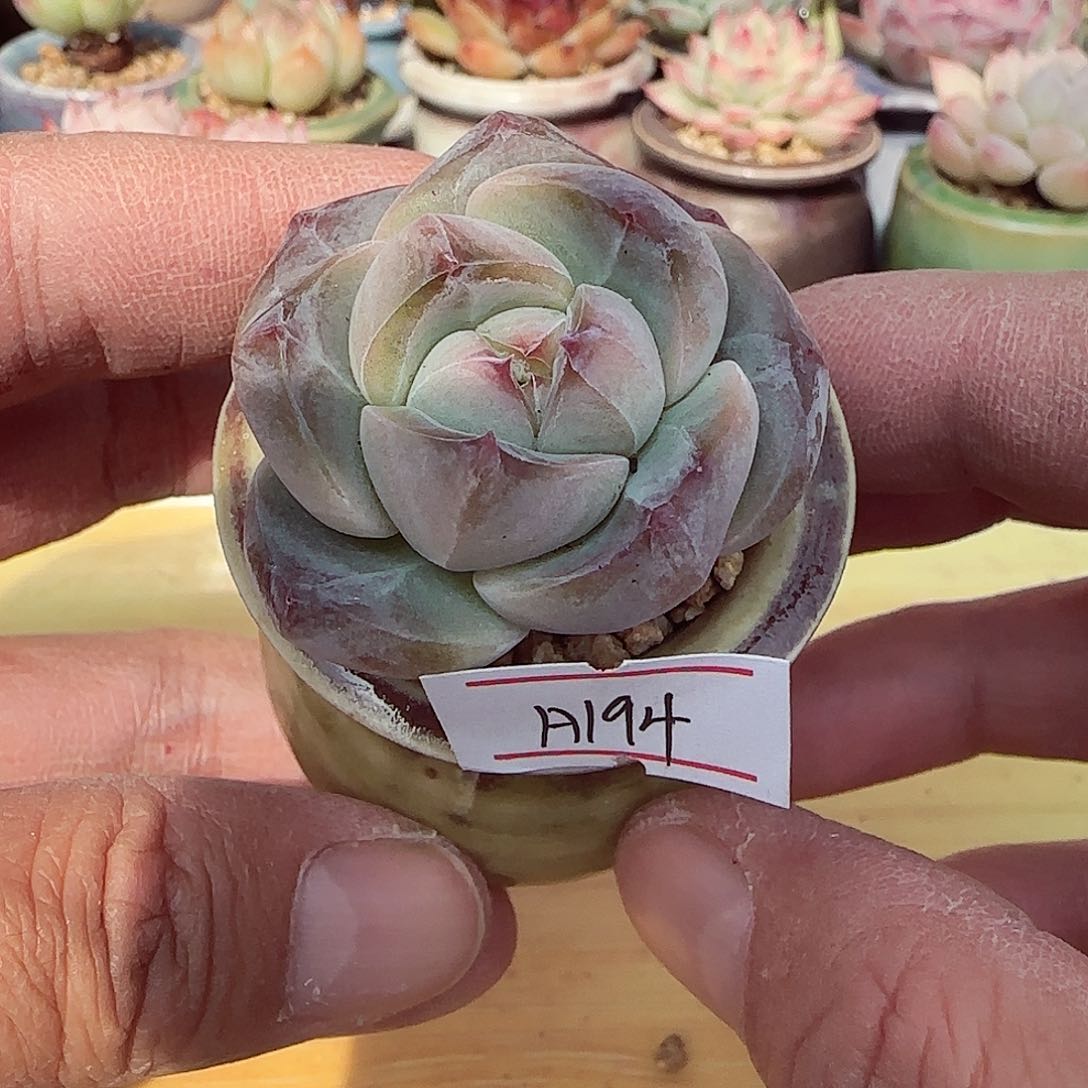 小暖萌友会福利A194