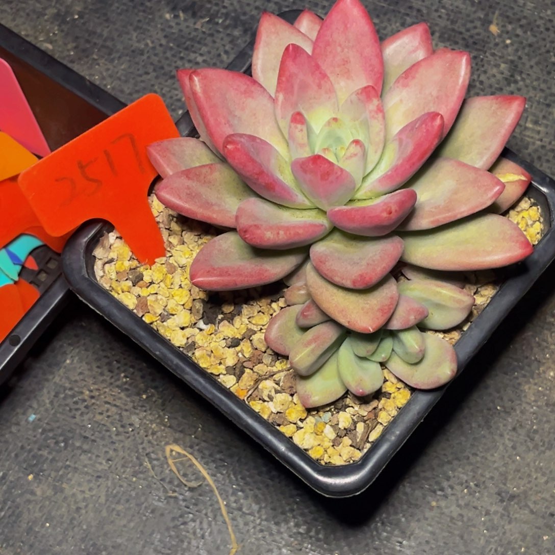 2517号晚上多肉植物群生多肉植物