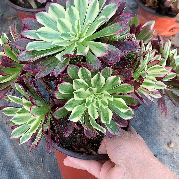 757天和多肉植物