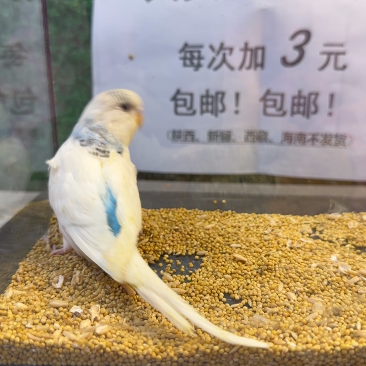 虎皮鹦鹉大头虎皮鹦鹉