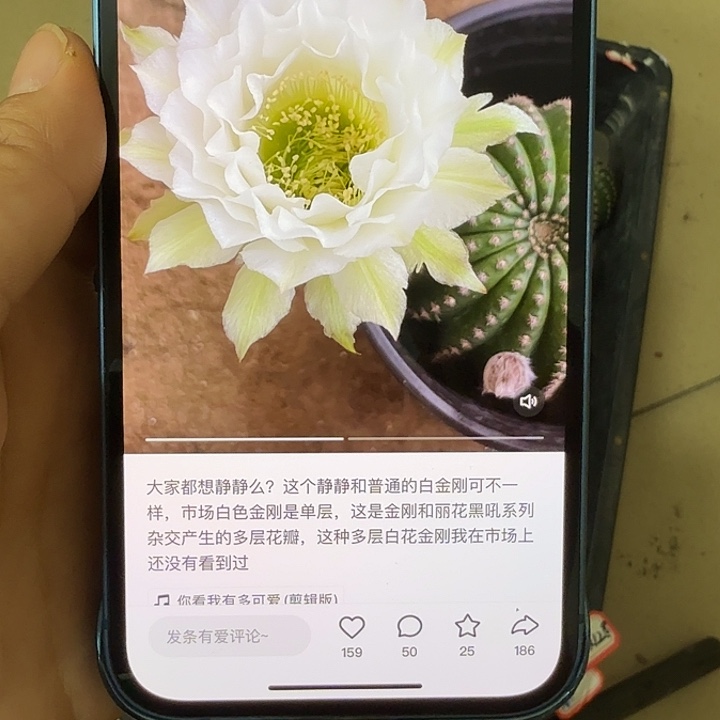 仙人球彩草侧芽歪静静