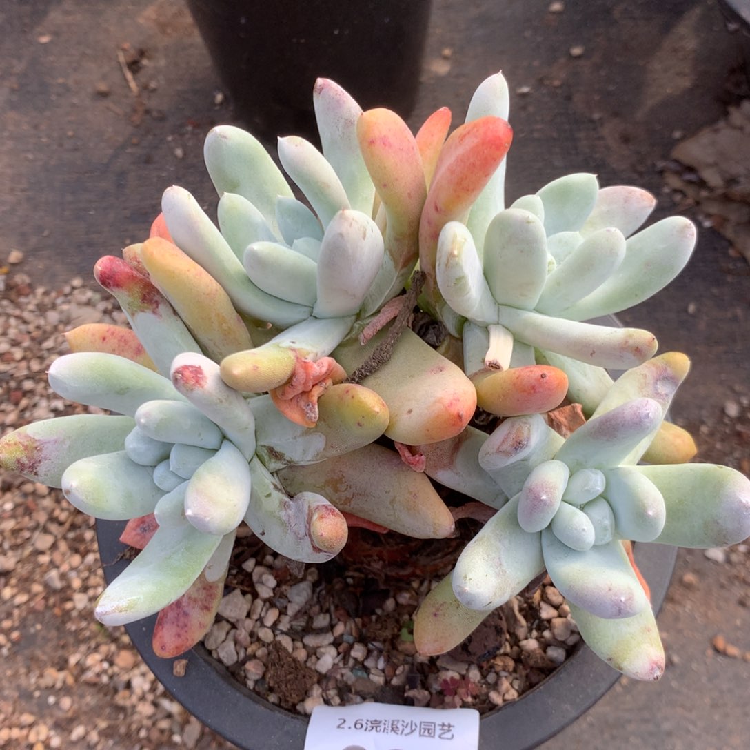 拇指020多肉植物