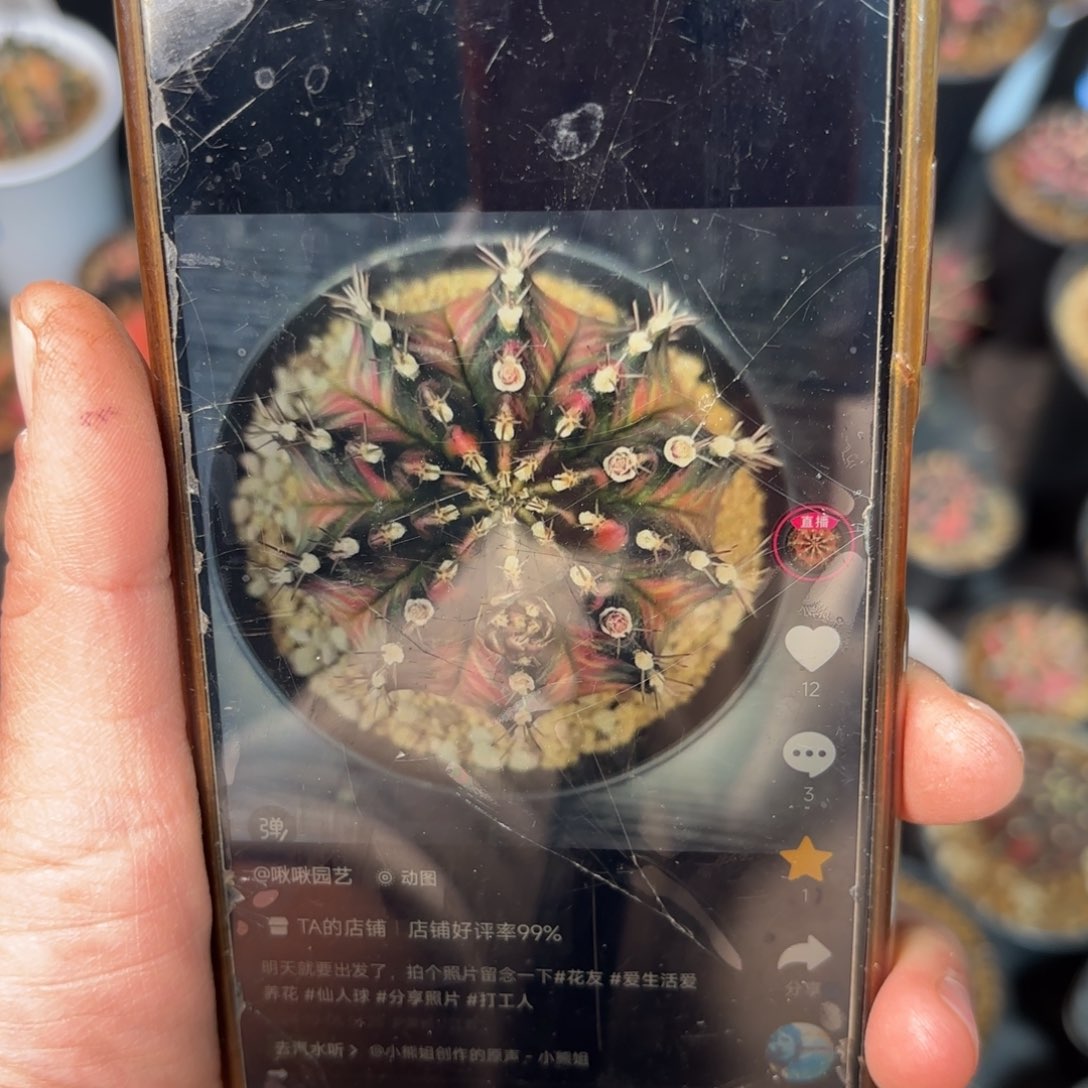 欧若拉米哈仙人球28