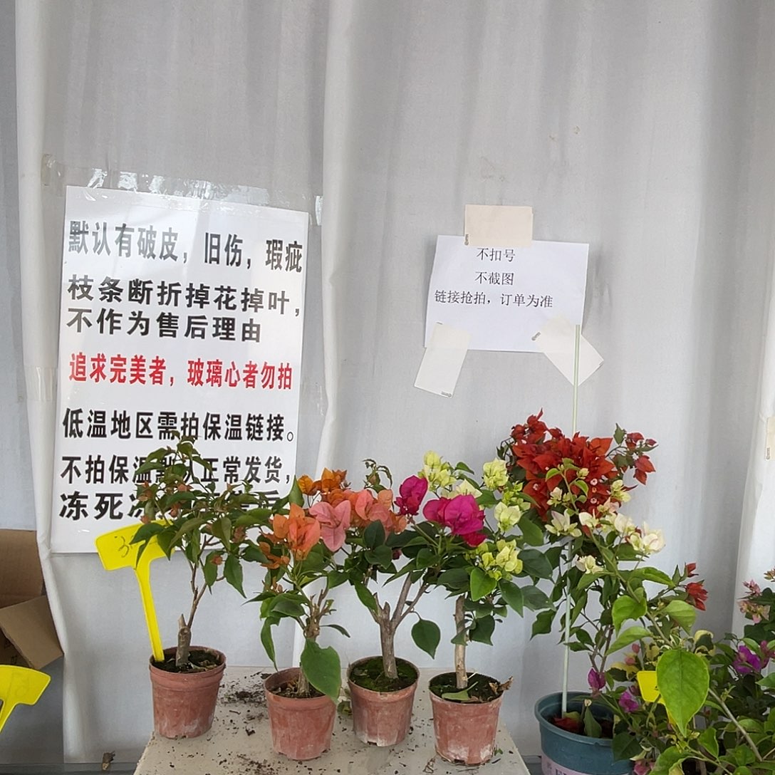 当前无花栽培后可以开花302掌中宝组合