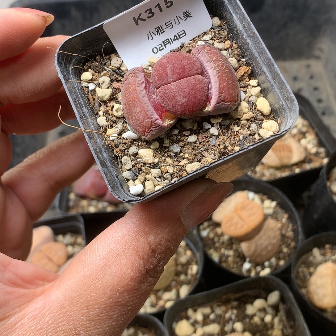 K315多肉植物保护研究所