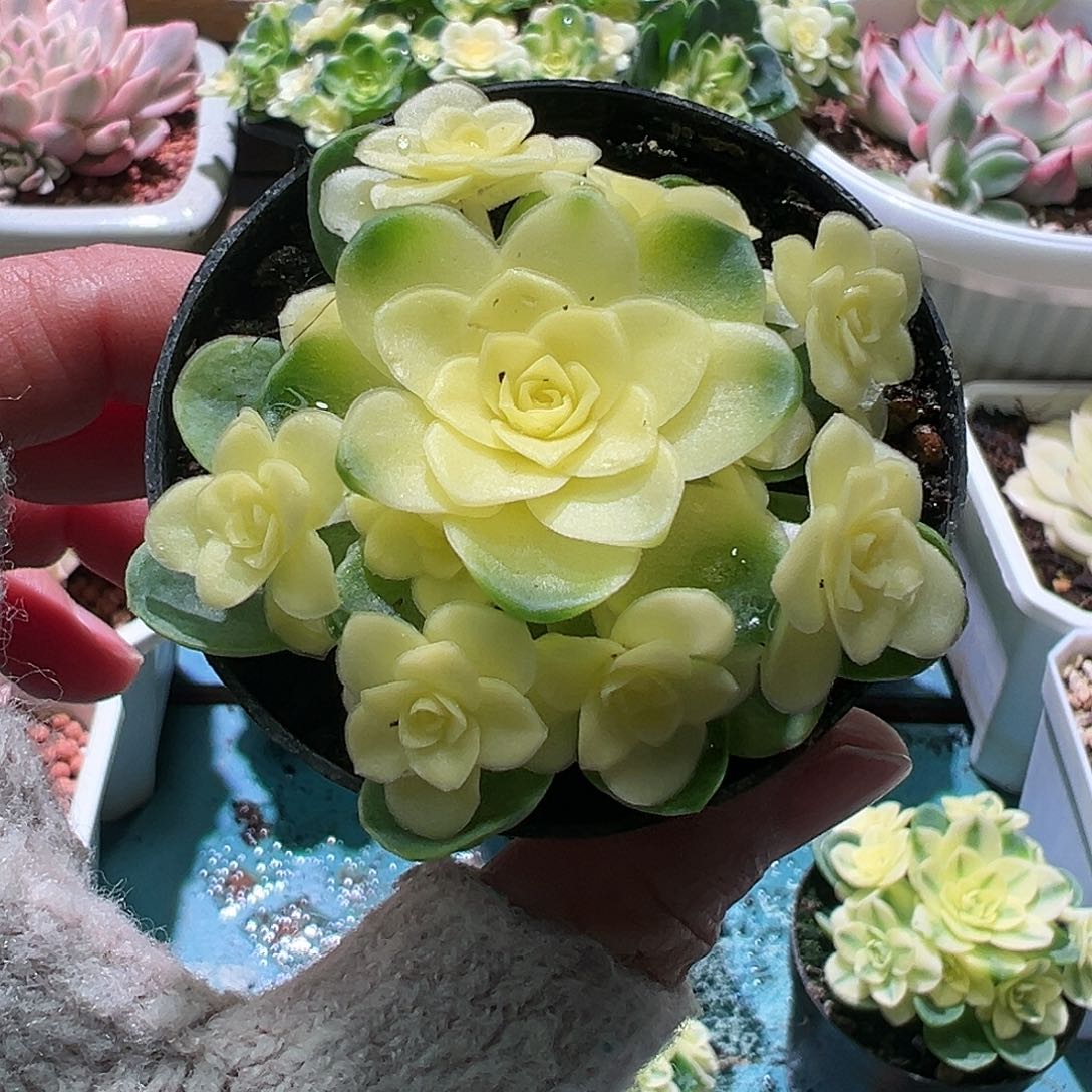 猫眼玫瑰锦，多肉植物