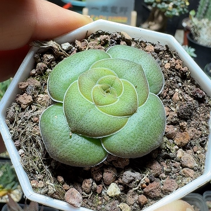 199巴青锁龙脱土发货一个随机