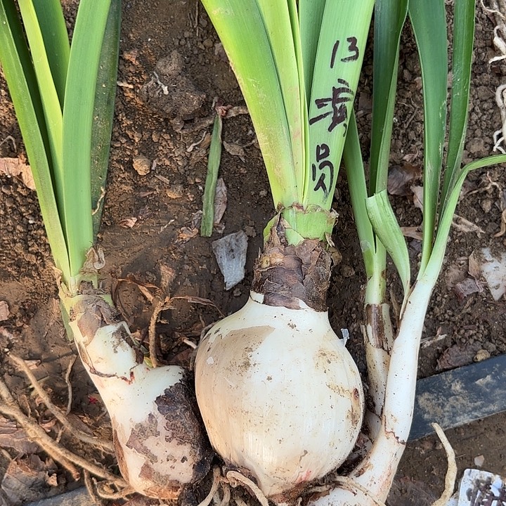 无花朵滑稽演员包对版一号