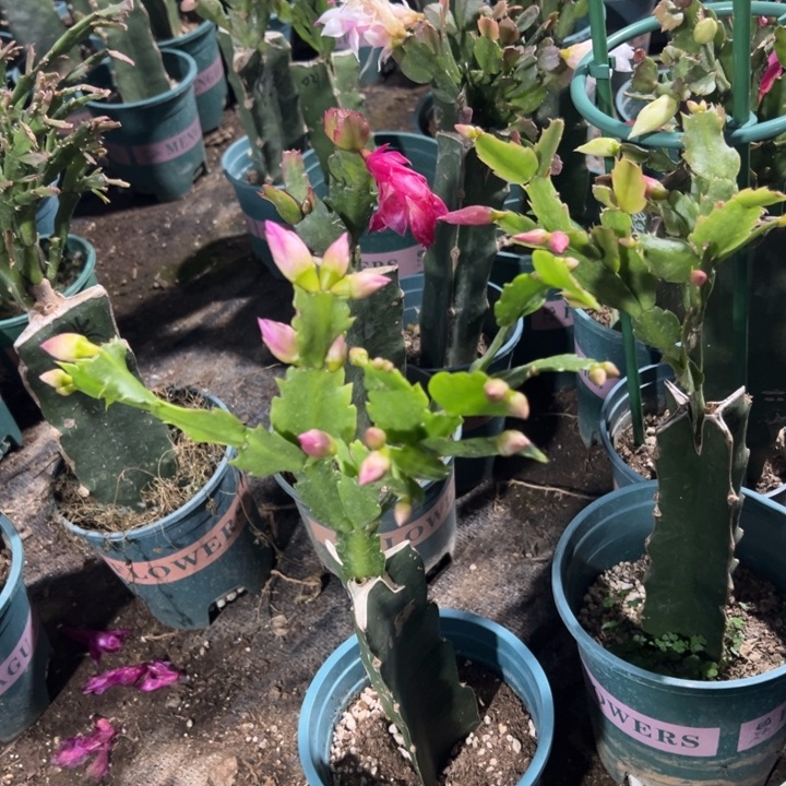 细***月74，号047紫色重瓣，0000888