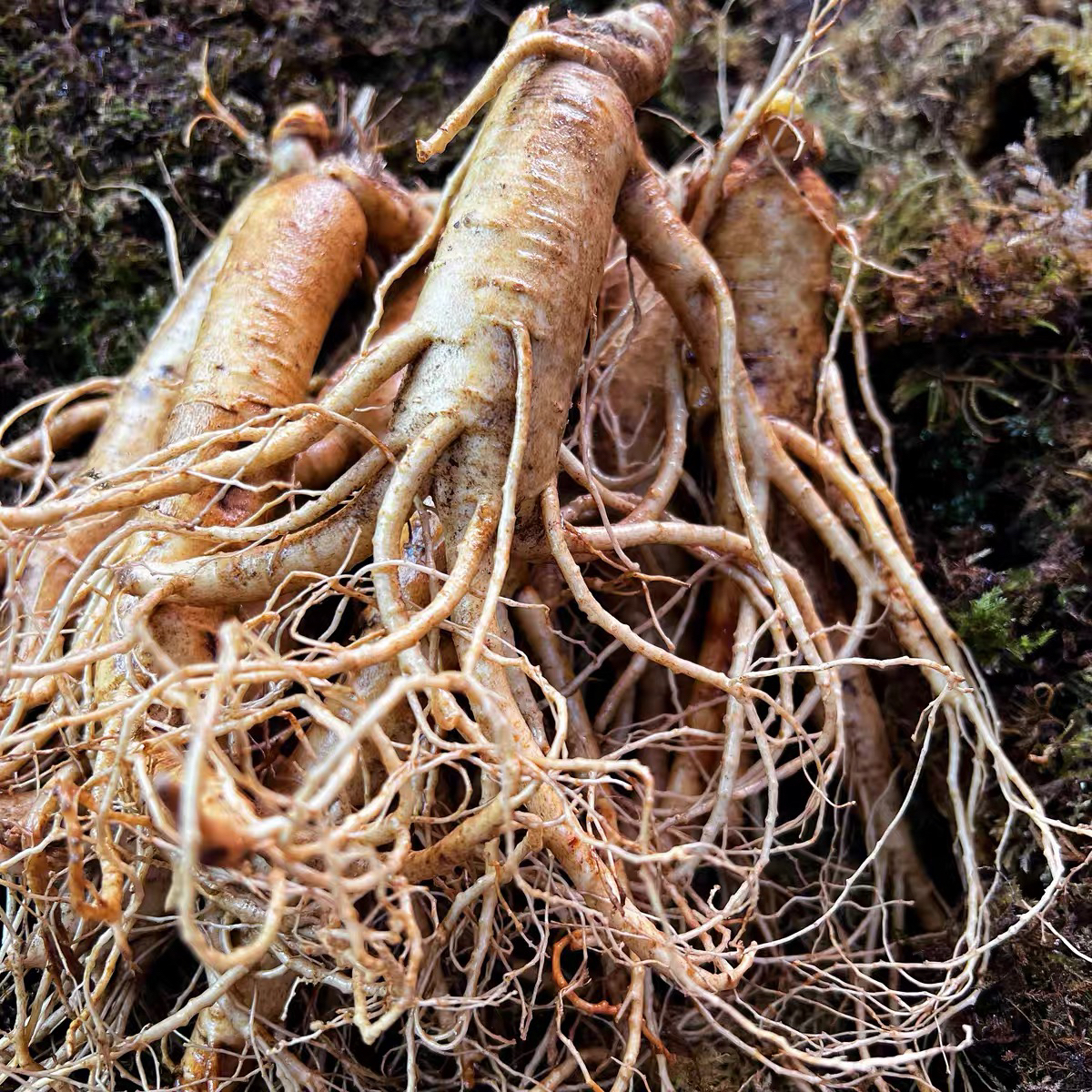 新鲜现挖带土产地直发适合中老年泡酒煲汤8-10颗