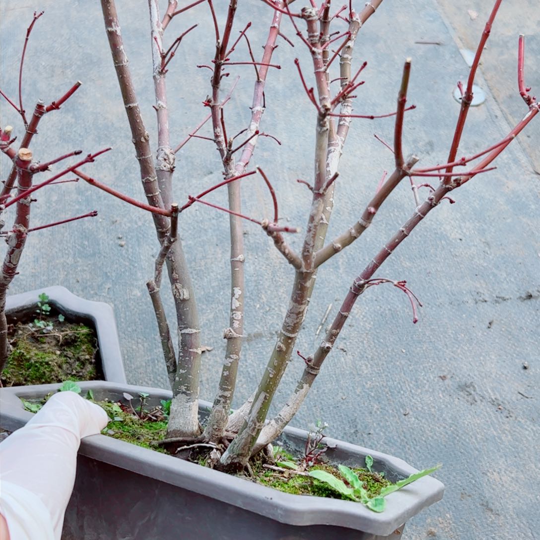 用****0枫树枫树枫树枫树