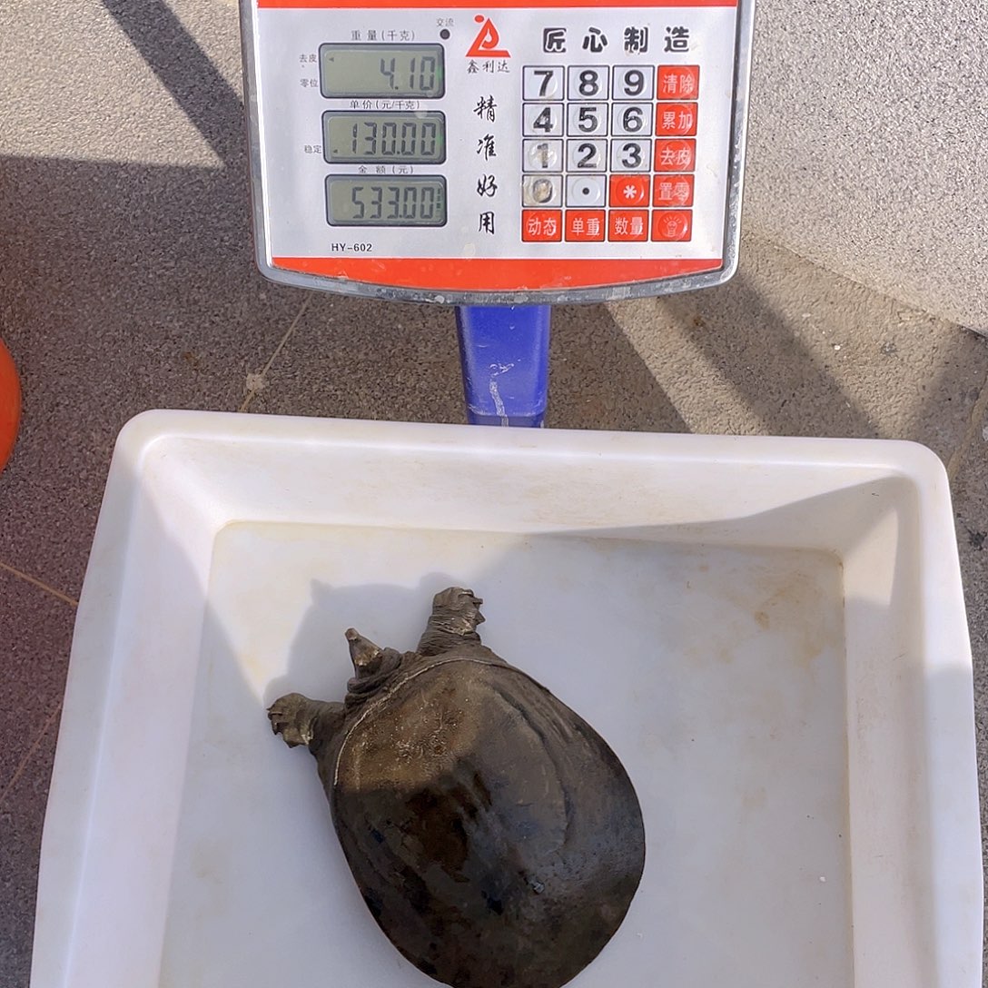 中国大陆5486475575565464