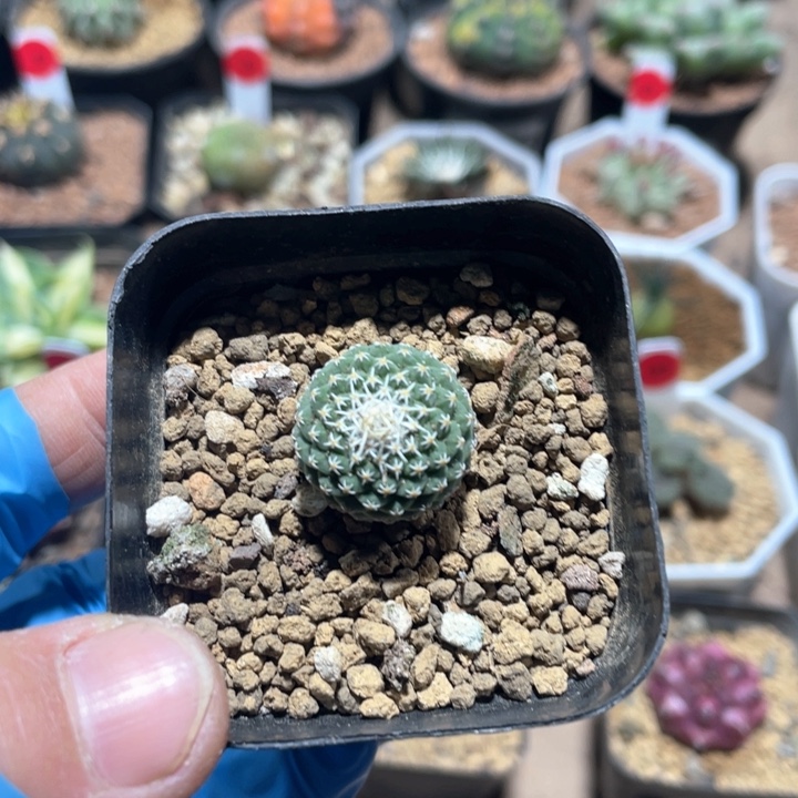 623实生菊水仙人球