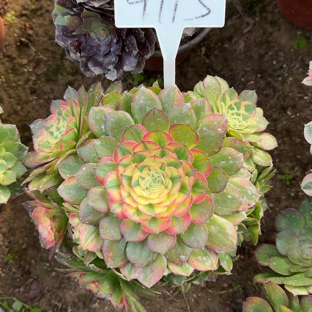 4113海王多肉法师多肉