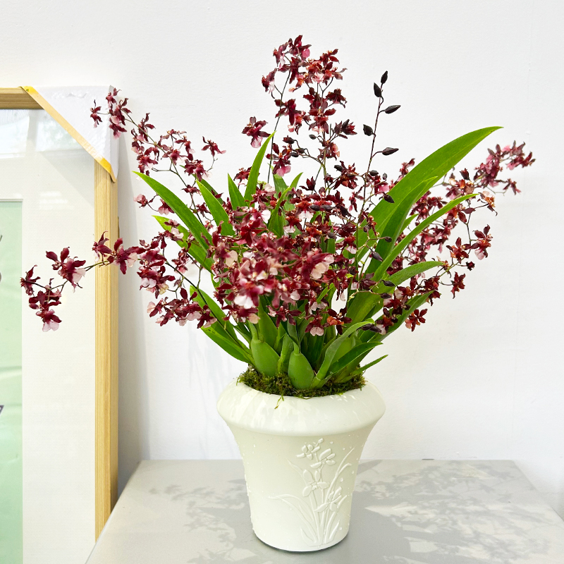 带花苞香水文心兰中国满堂红色浓香梦香室内客厅花卉盆栽