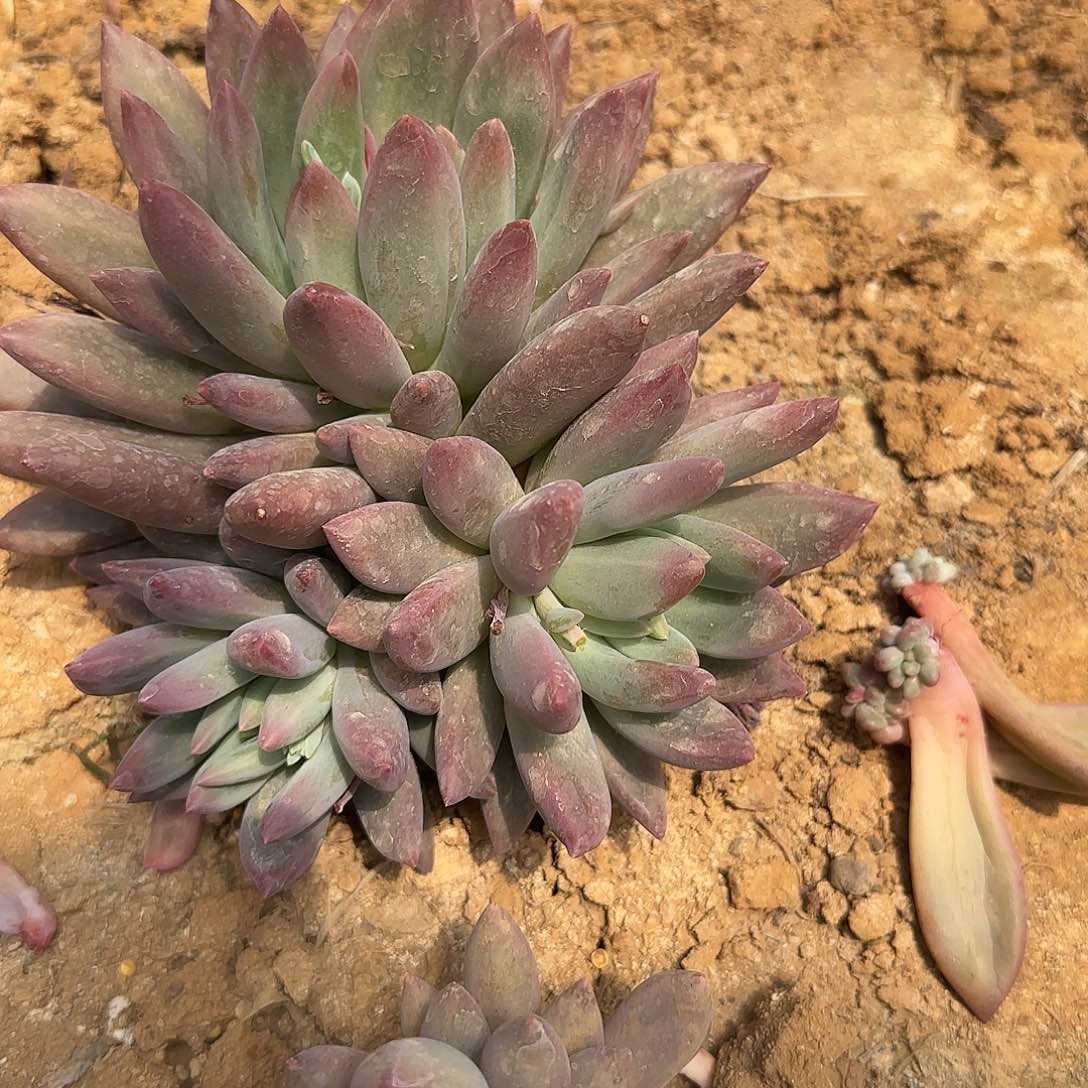 岁***࿐多肉植物紫美人