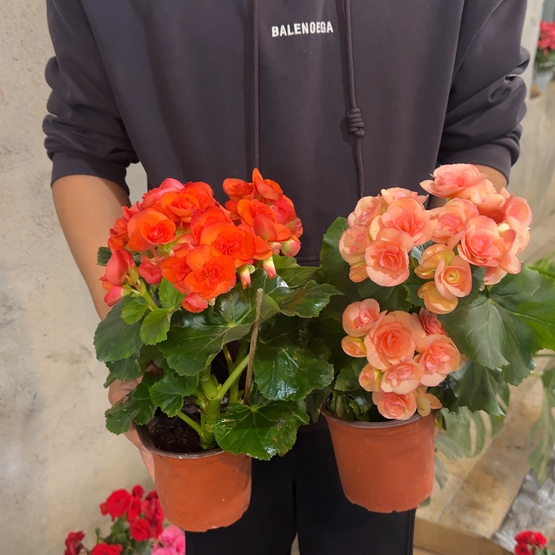 丽格橙色➕妮可掉花折叶正常介意勿拍