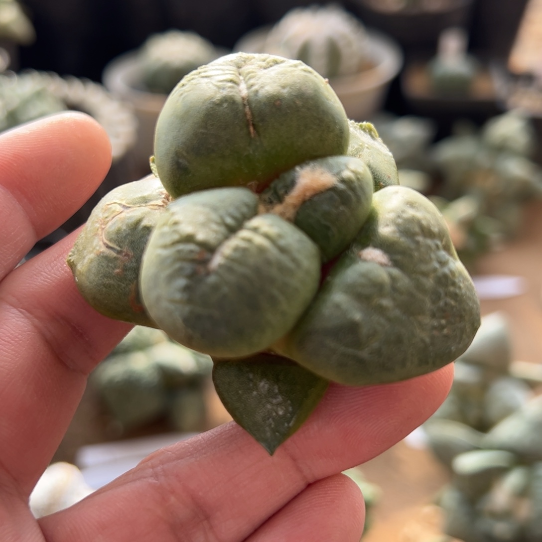 无花朵实生连山6.1cmmmm