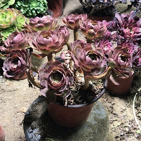 万圣节多肉式植物1