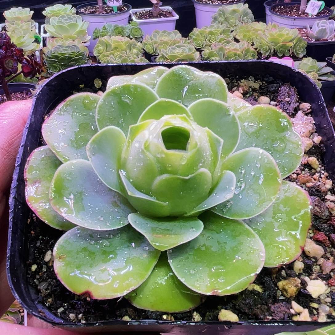 红唇 非偏远包邮 多肉