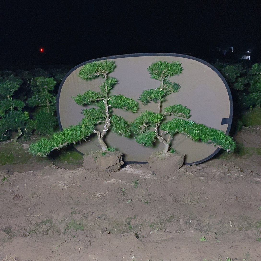 罗汉松直播间468/2颗