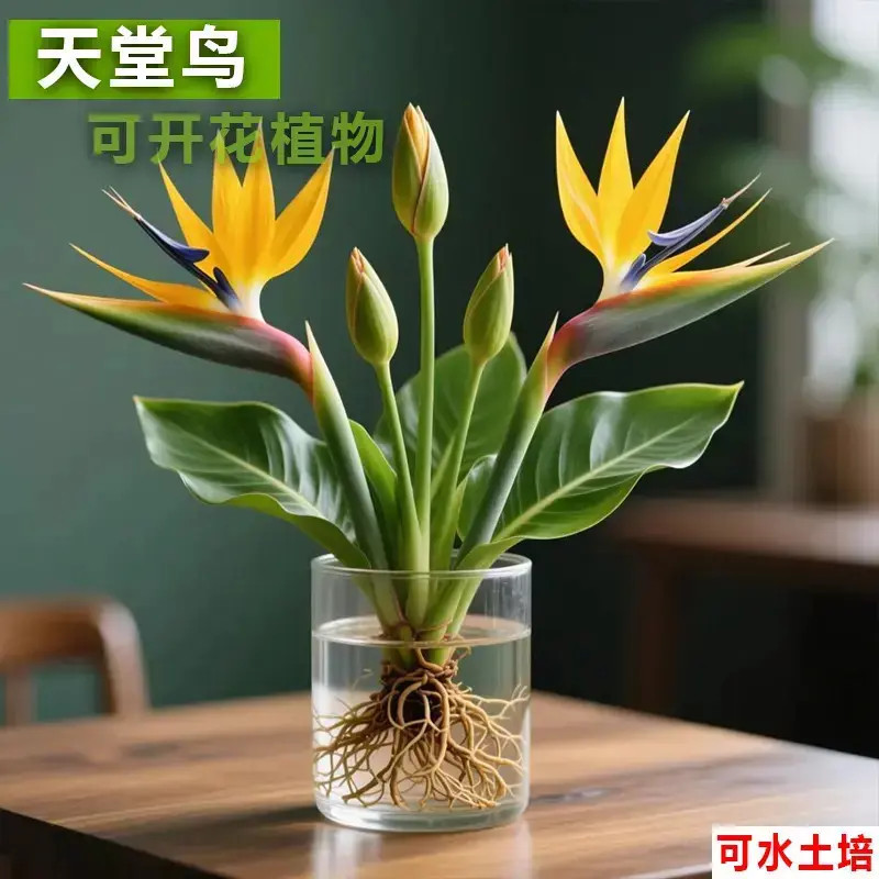 庭院阳台紫白天堂鸟种球水培花卉办公室室内水培花卉盆栽好养绿植