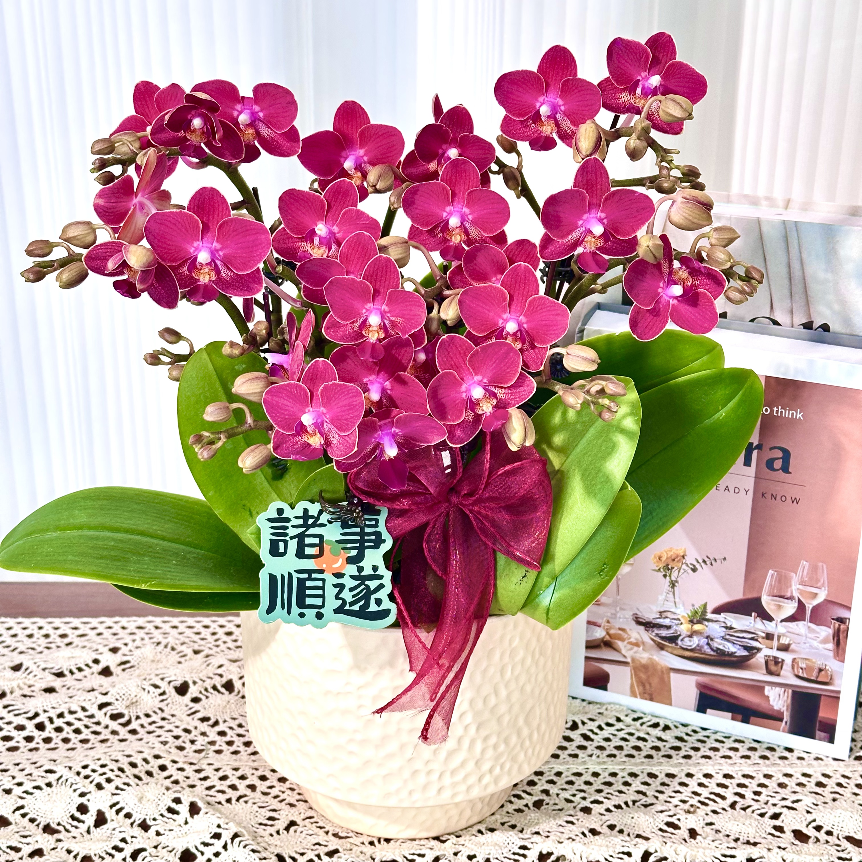 【香妃】室内蝴蝶兰花盆栽  年宵花  懒人绿植  送人送礼
